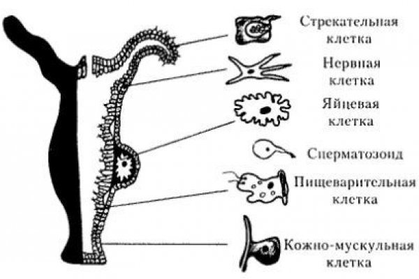 Кракен рабочая ссылка